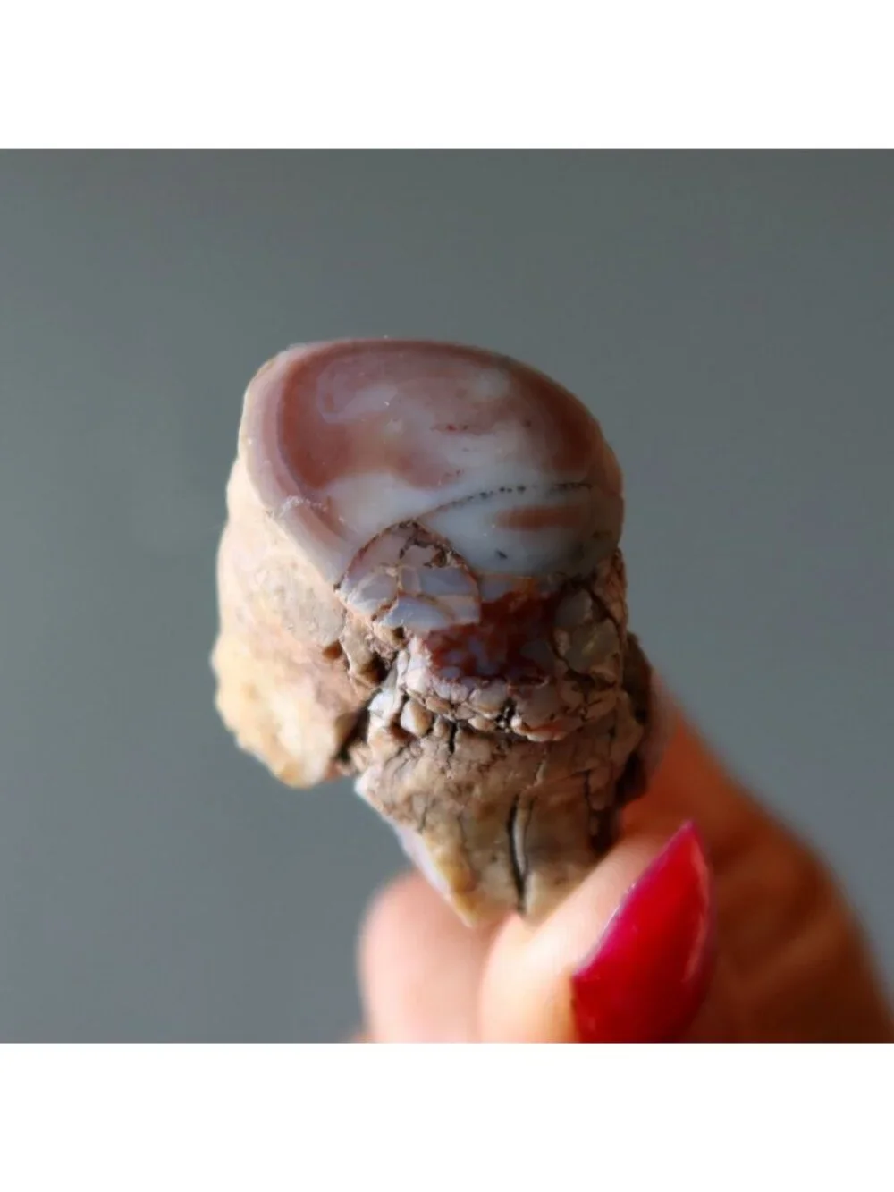 Agatized Petrified Wood Stone Specimen Pink Agate Jasper Rough Mineral